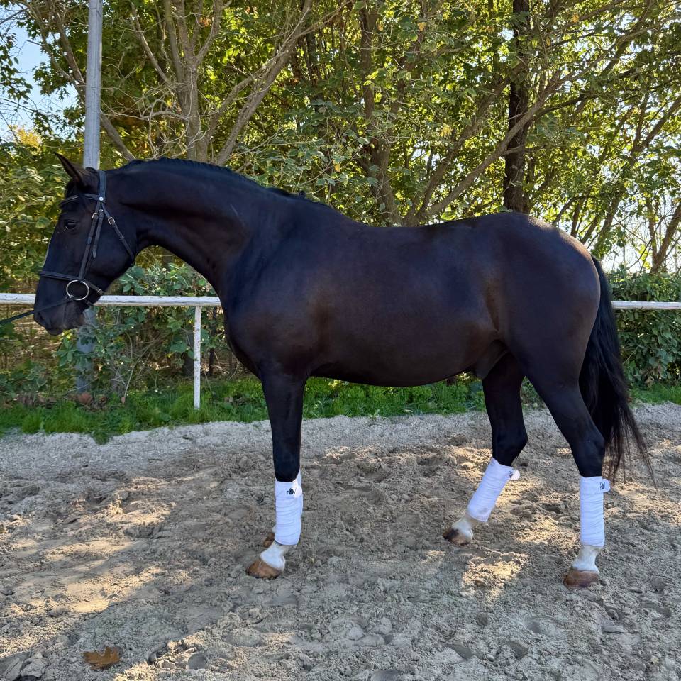 Lusitanien hongre 6 ans 