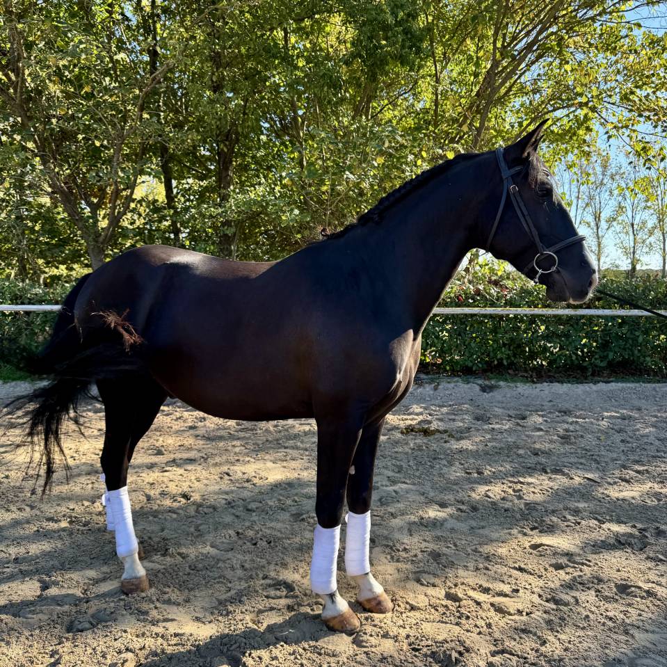 Lusitanien hongre 6 ans 