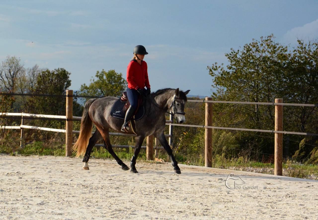 Poney connemara 5 ans 