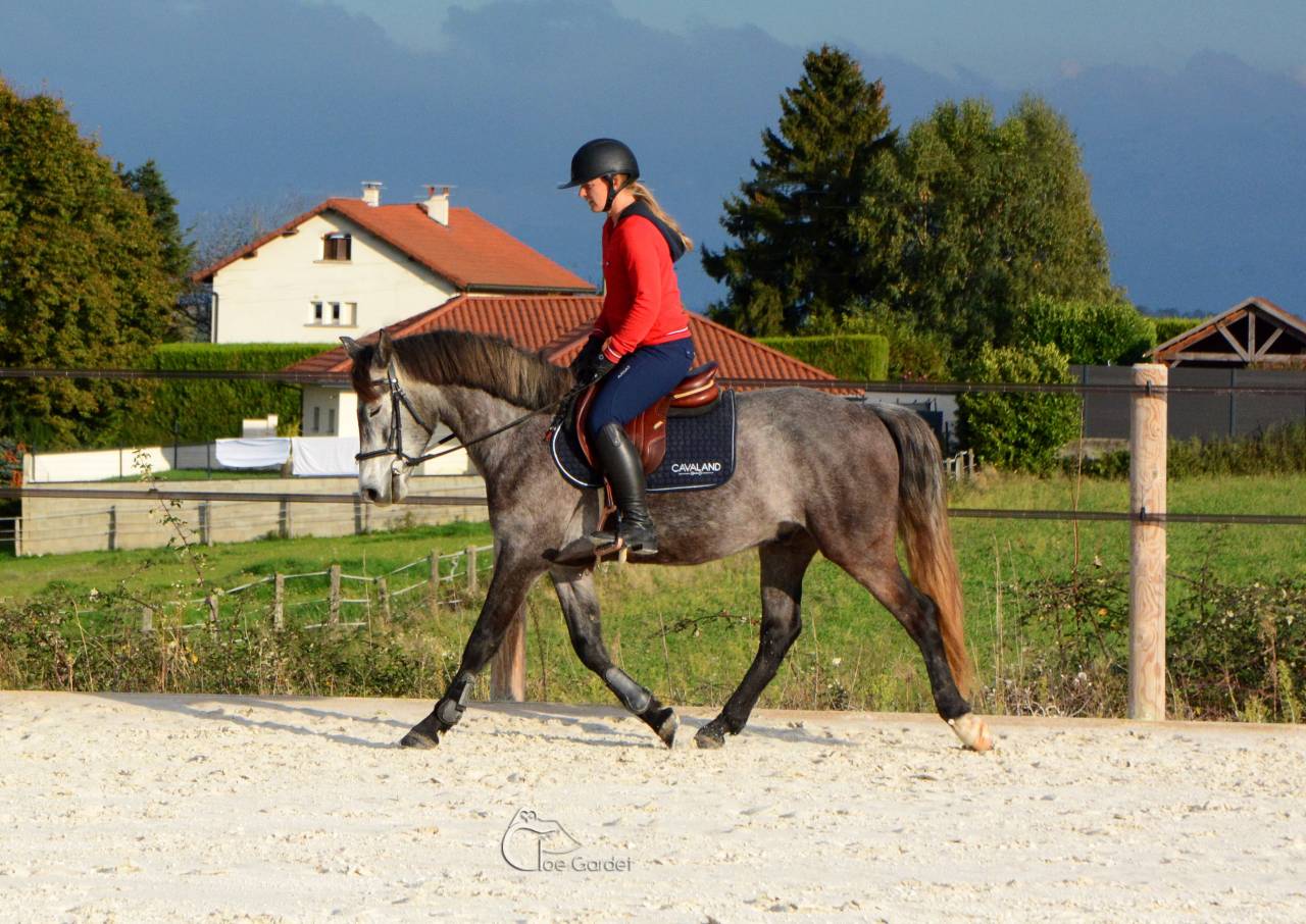 Poney connemara 5 ans 