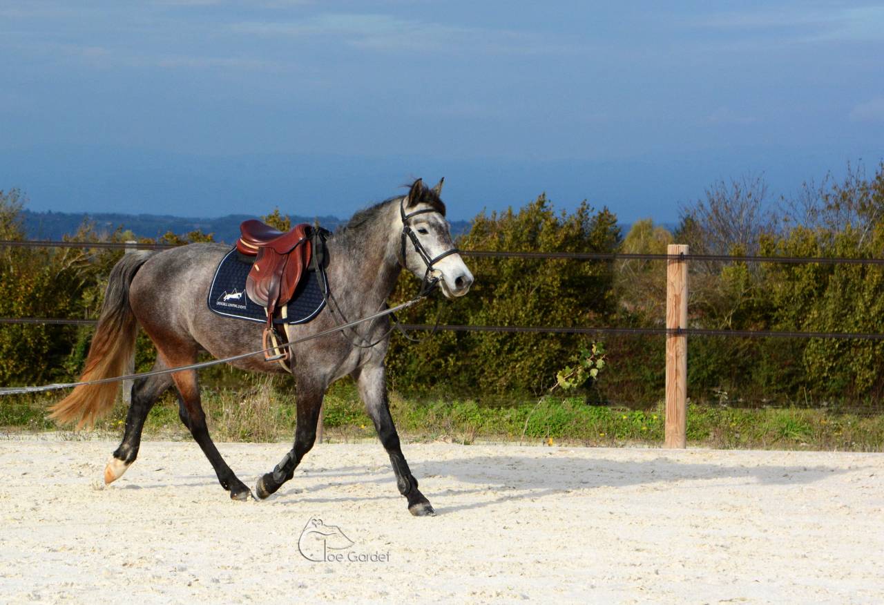 Poney connemara 5 ans 