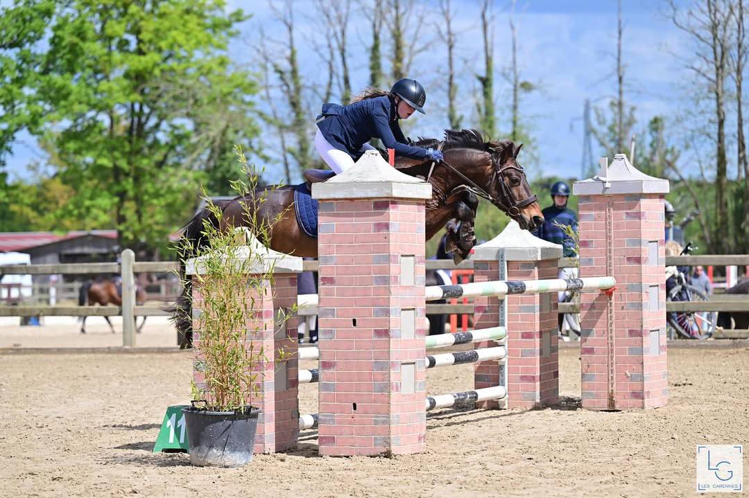 Poney à vendre ou à louer