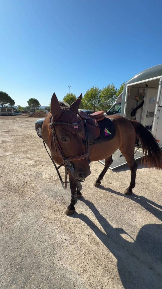 Poney à vendre ou à louer