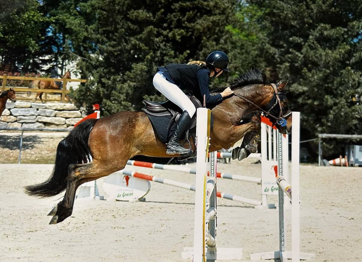 Poney à vendre ou à louer