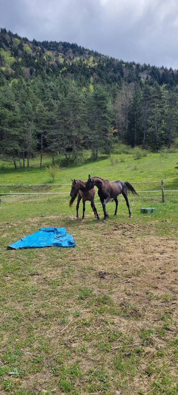 Layyk, Etalon Akhal Téké