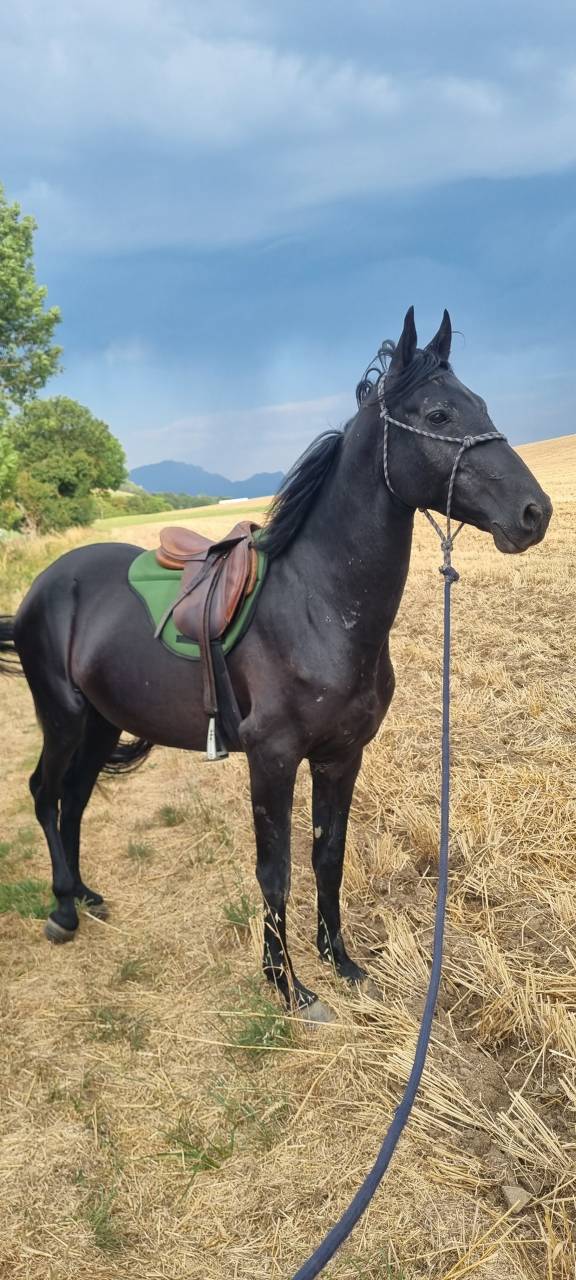 Layyk, Etalon Akhal T&eacute;k&eacute;