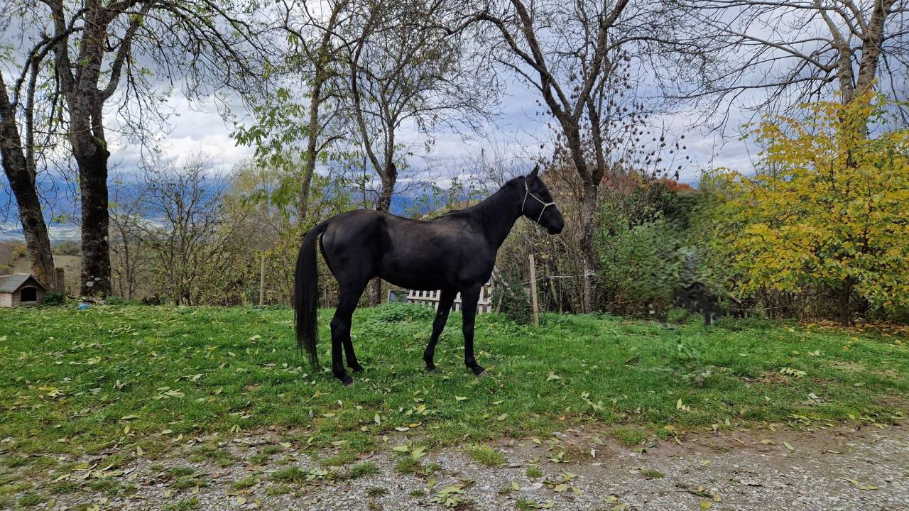 Layyk, Etalon Akhal T&eacute;k&eacute;