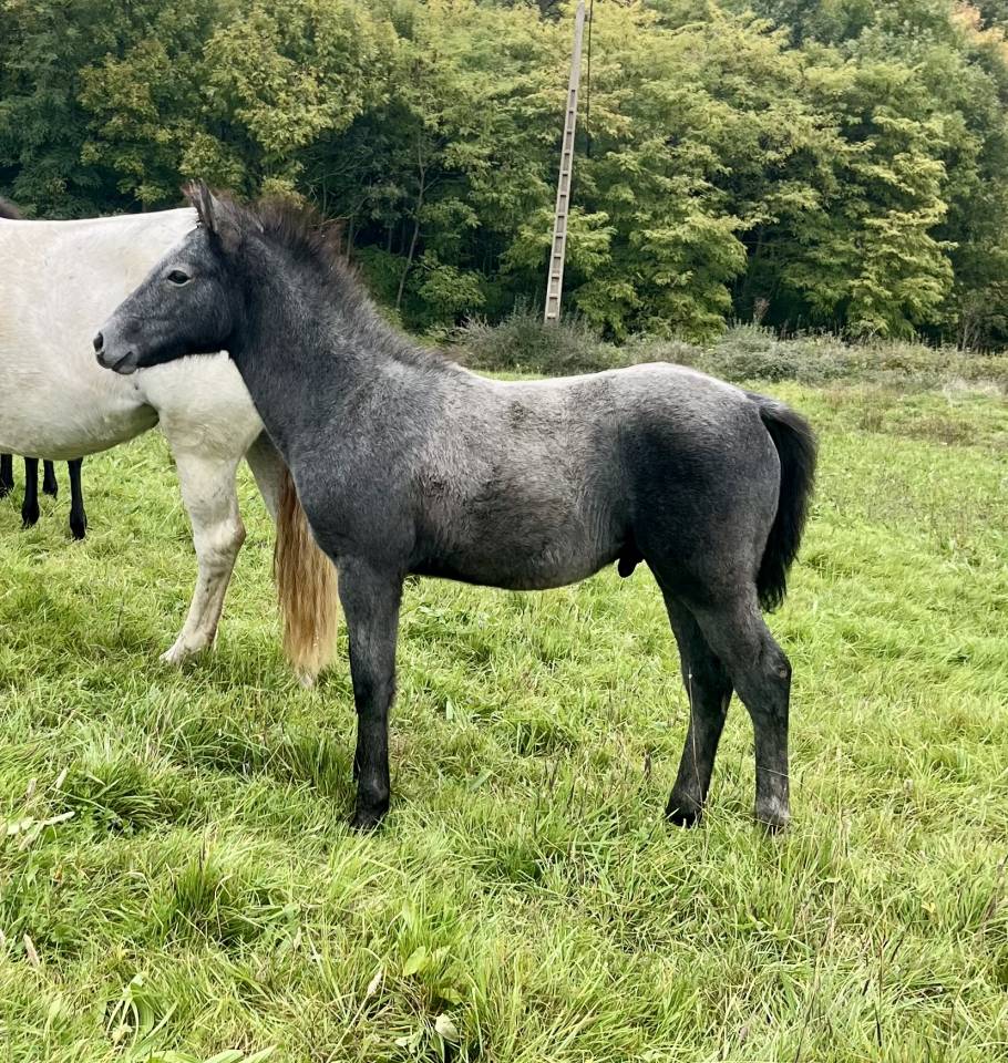 poulain connemara sport