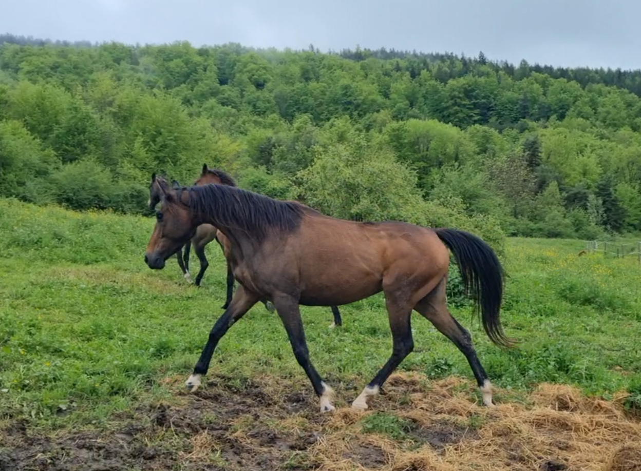 Lapis, Jument Arabo Téké X PS Anglais