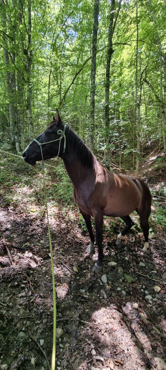 Iyldyz, jument Akhal Téké X Selle Français