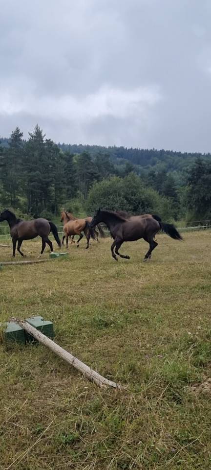 Ilik,, Hongre Akhal Téké X Whelsh Mountain