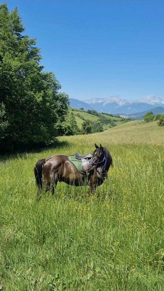 Ilik,, Hongre Akhal T&eacute;k&eacute; X Whelsh Mountain
