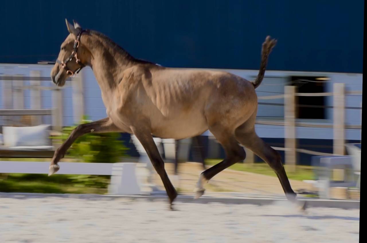 Poulain PRE gros potentiel par le célèbre Poeta Susaeta
