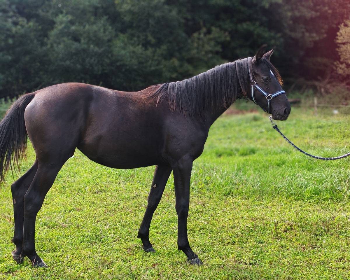 Pouliche noire de 2024