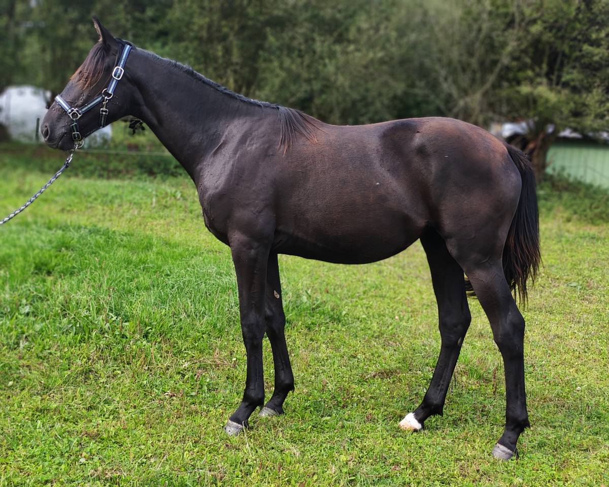 Pouliche noire de 2024