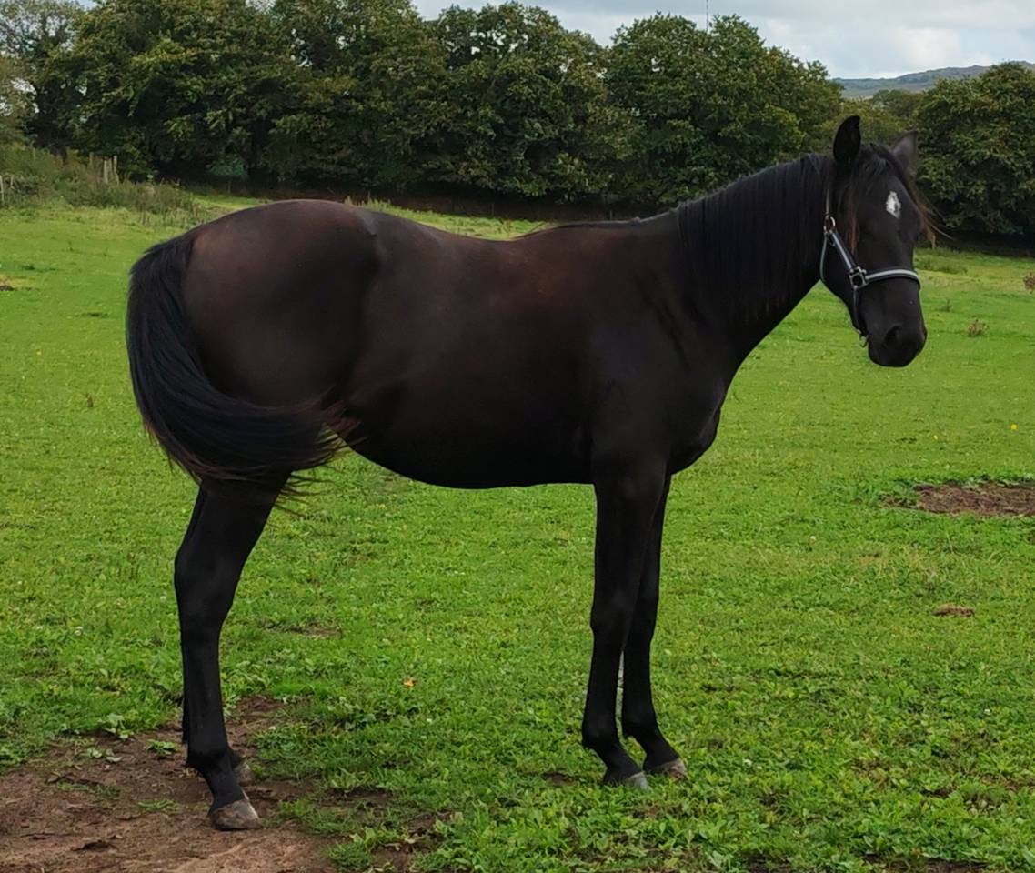 Pouliche noire de 2024