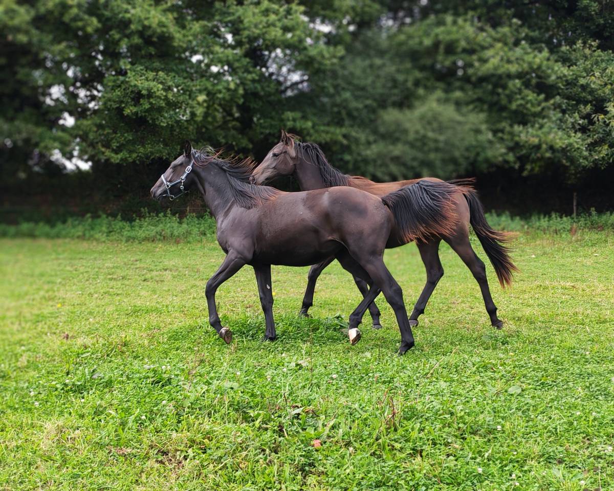 Pouliche noire de 2024