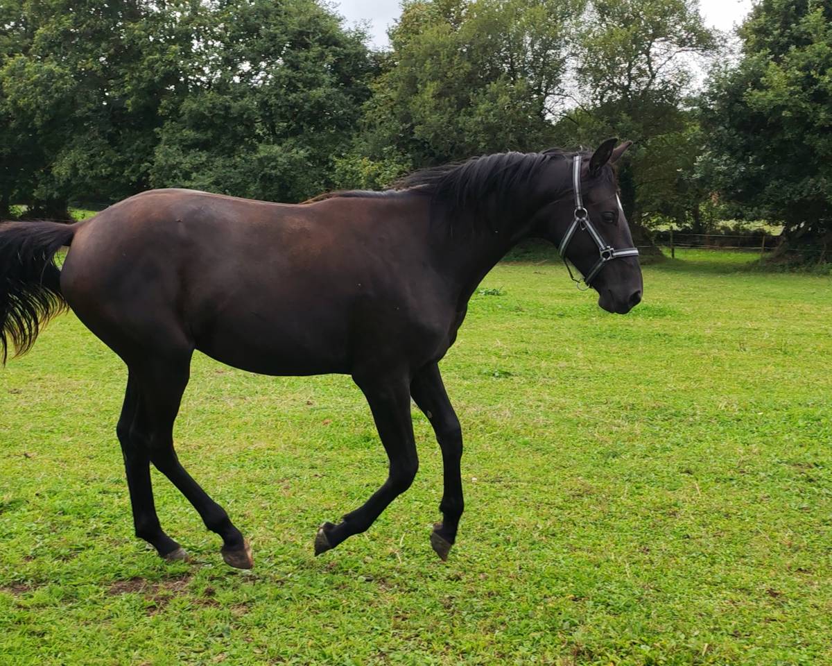 Pouliche noire de 2024