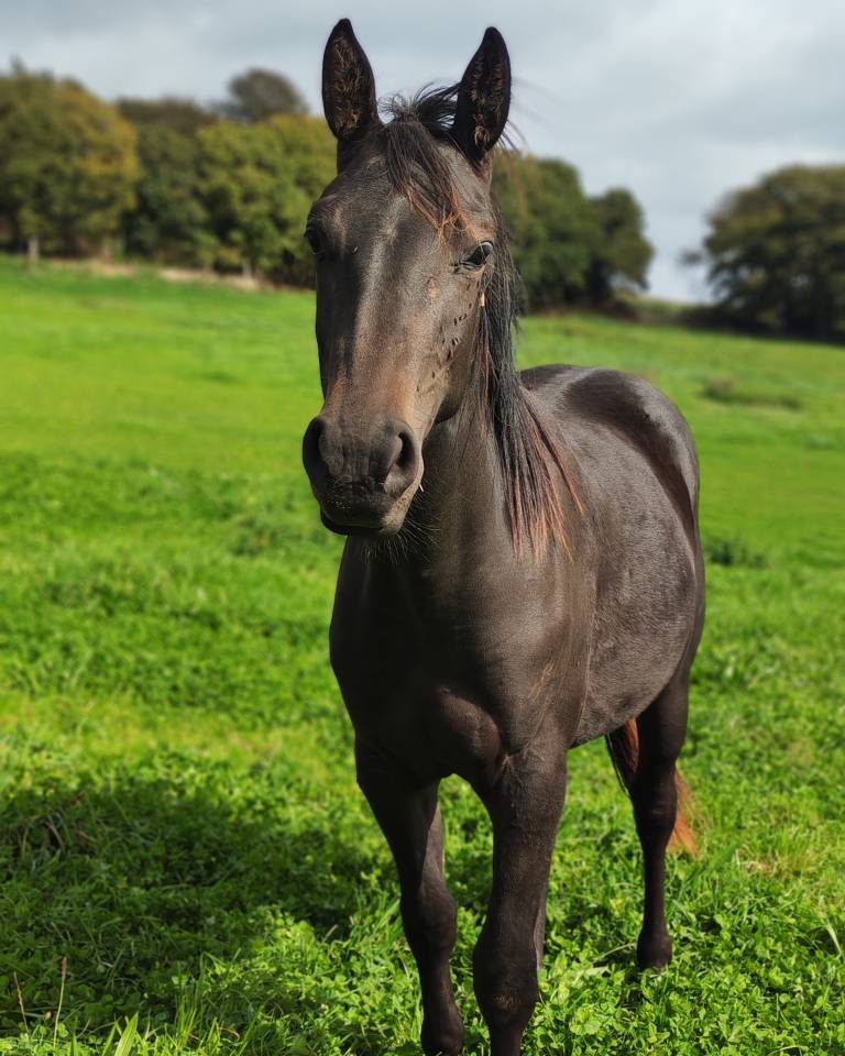 Poulain de sport de 2024