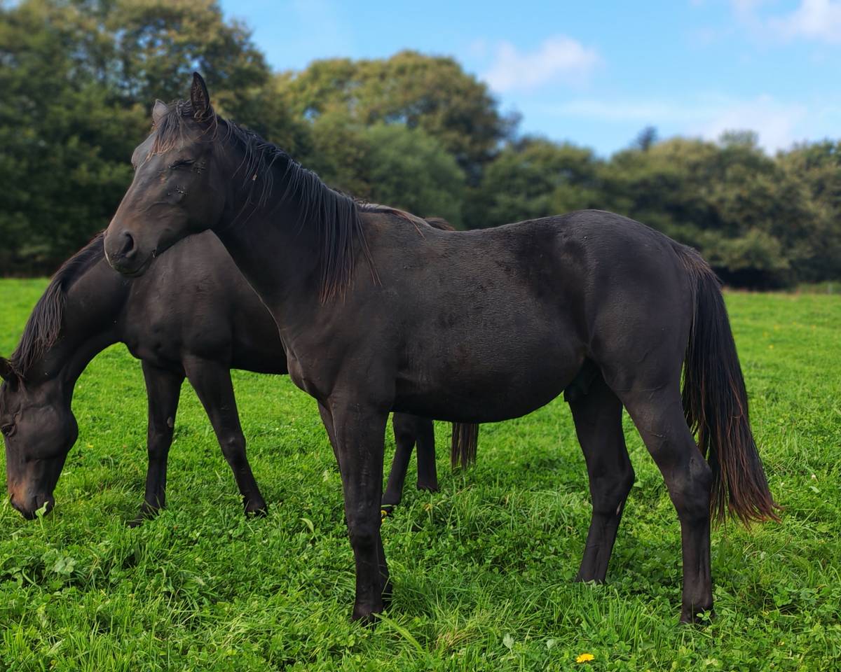 Poulain de sport de 2024