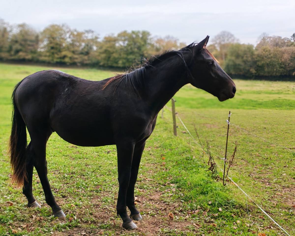 Poulain de sport de 2024