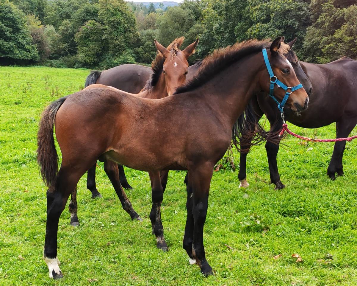 Poulain de sport 2024