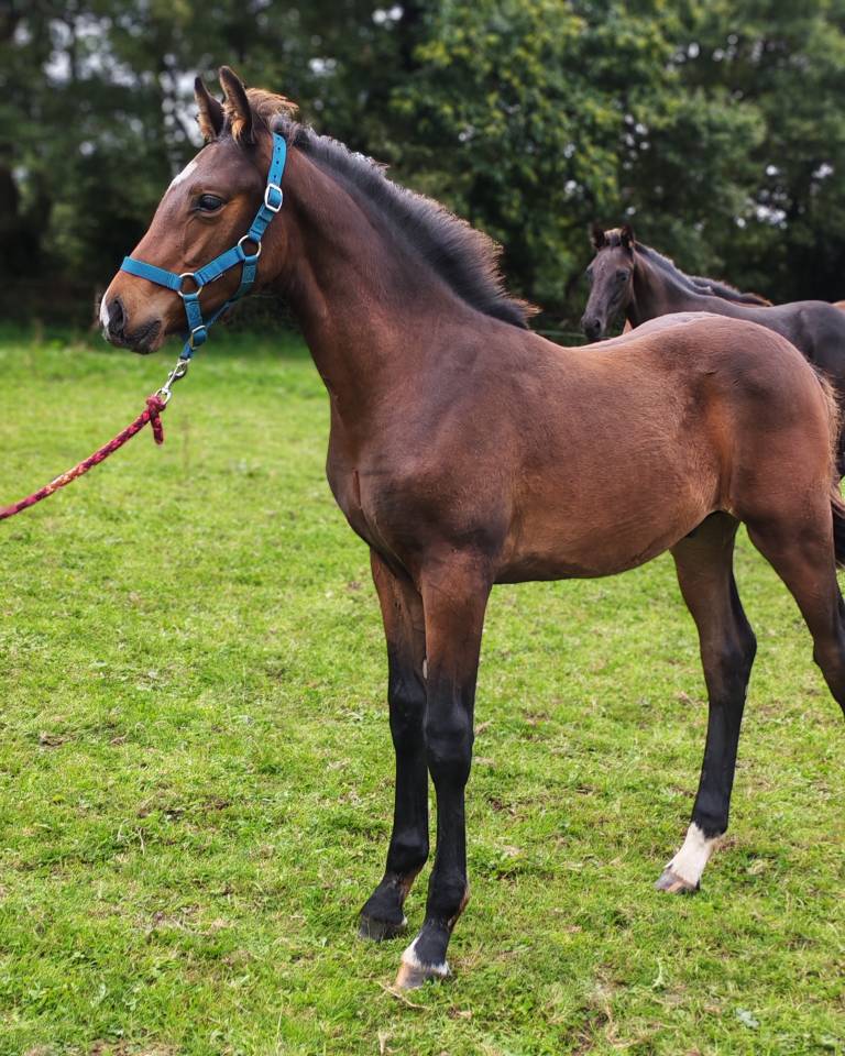 Poulain de sport 2024