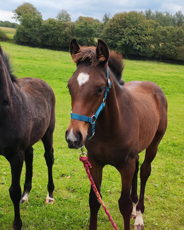 Poulain de sport 2024