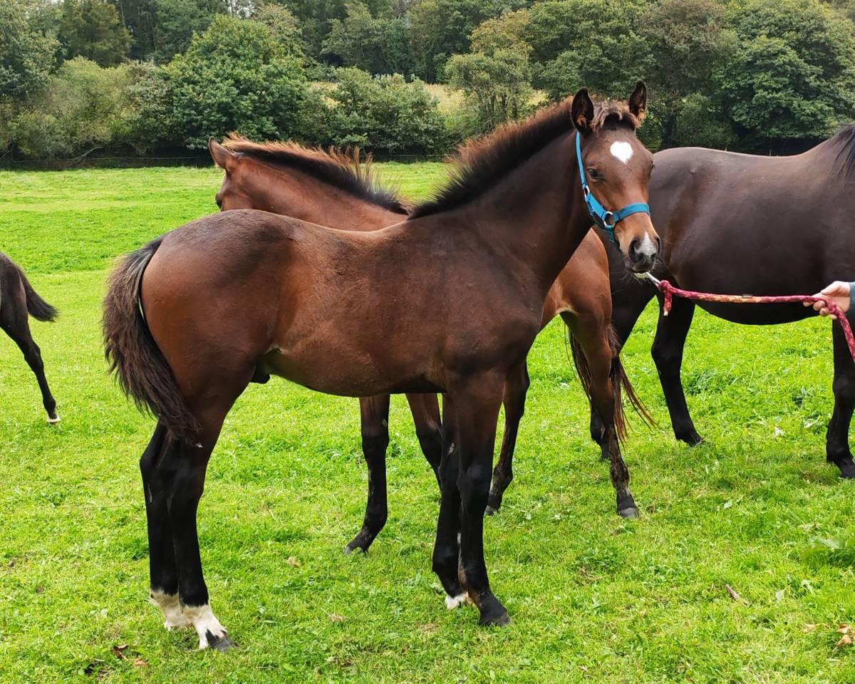 Poulain de sport 2024