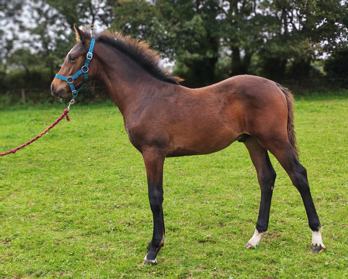 Poulain de sport 2024