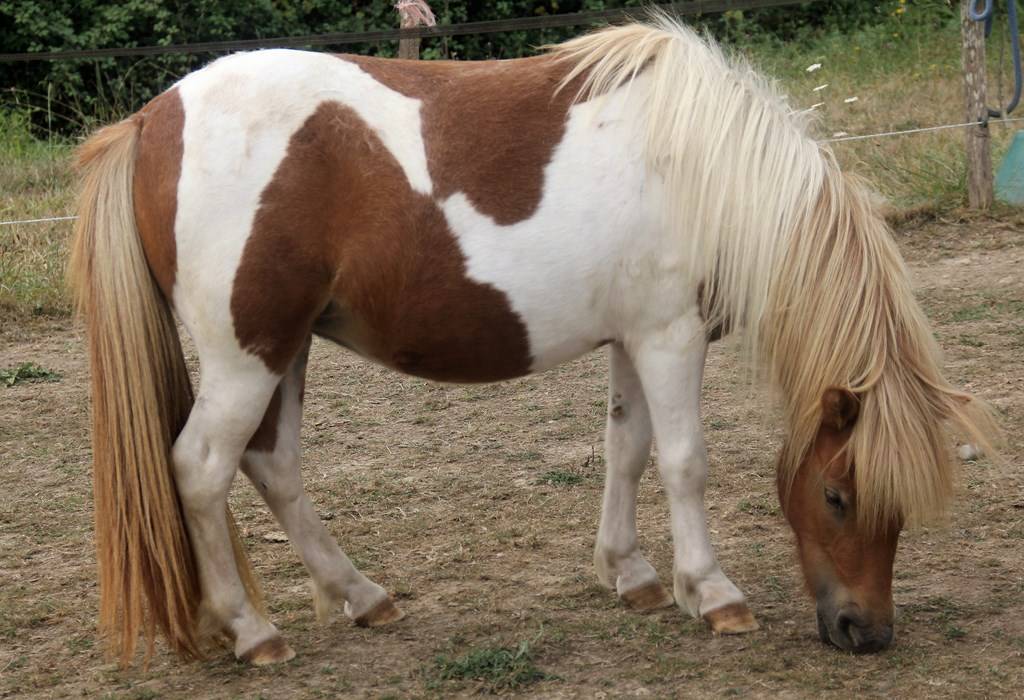 Ponette shetland PP
