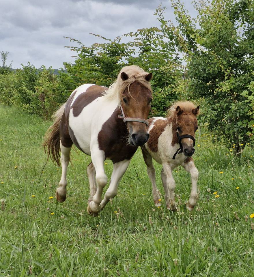 Ponette shetland PP