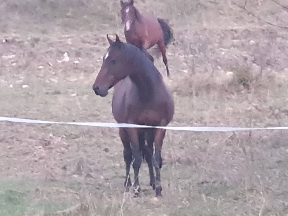 Cheval pur sang anglais