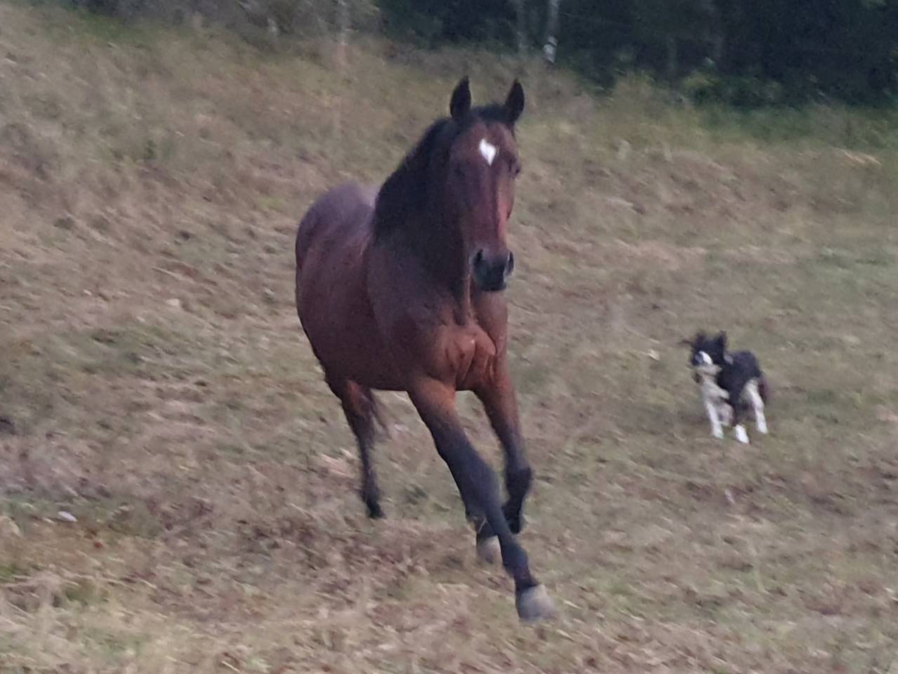 Cheval pur sang anglais