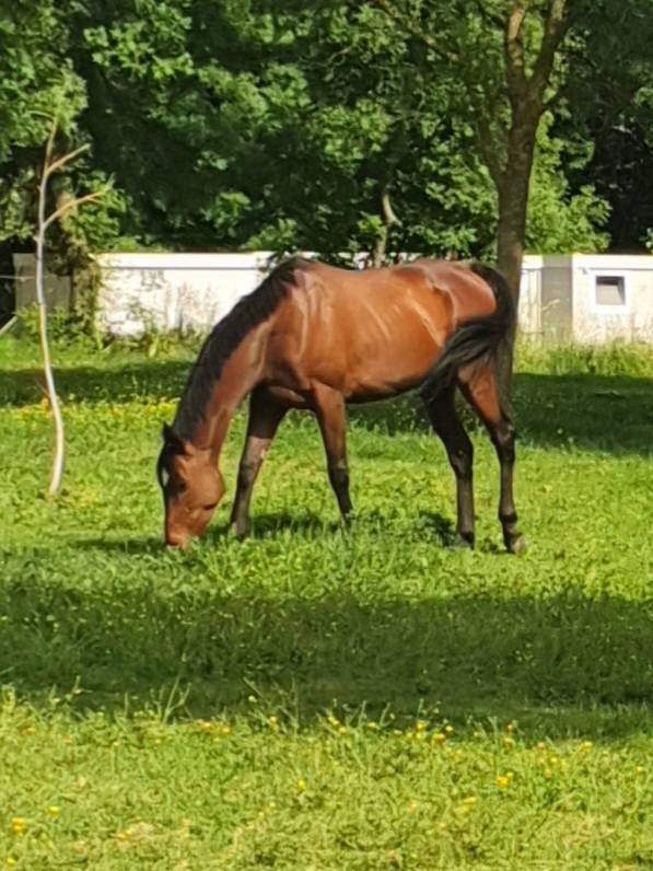 Cheval pur sang anglais