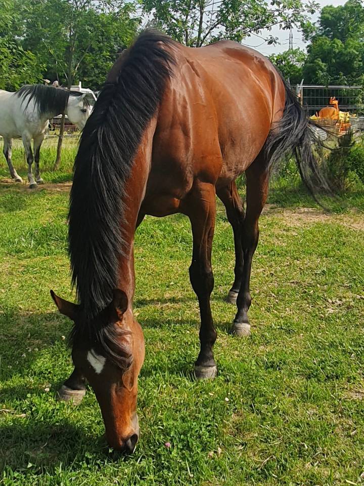 Cheval pur sang anglais