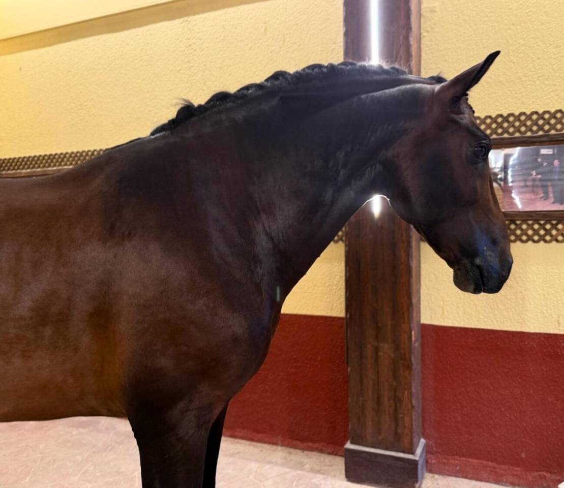 ESTUDIOSO: Un cheval sérieux, beau et facile à aimer