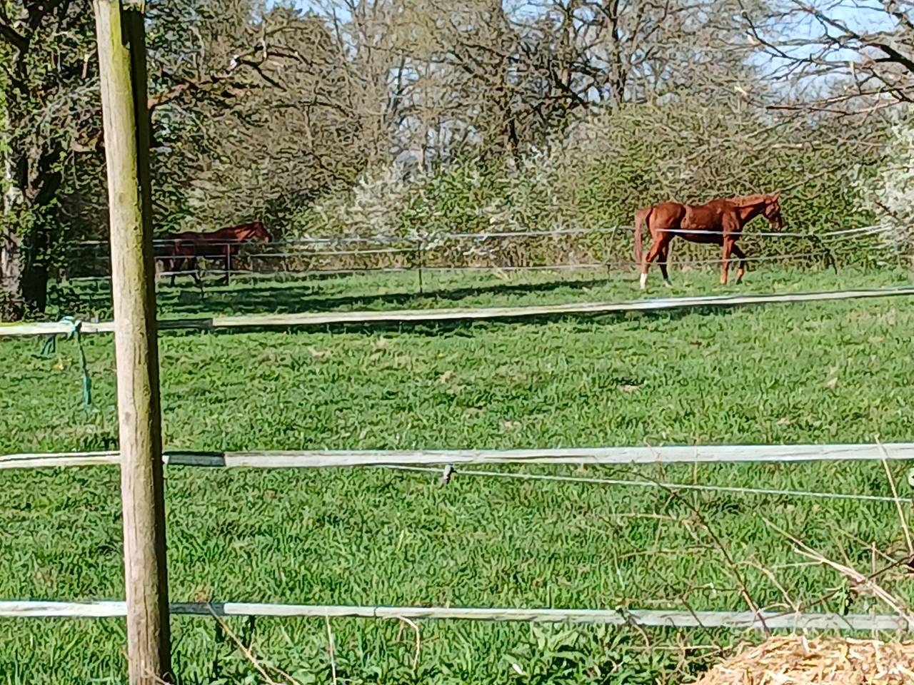Pension chevaux - Écurie du lys - Belhomert Guéhouville