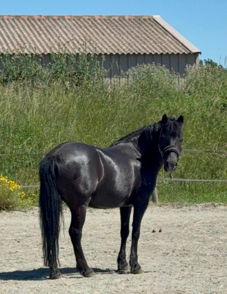 Poney c cso