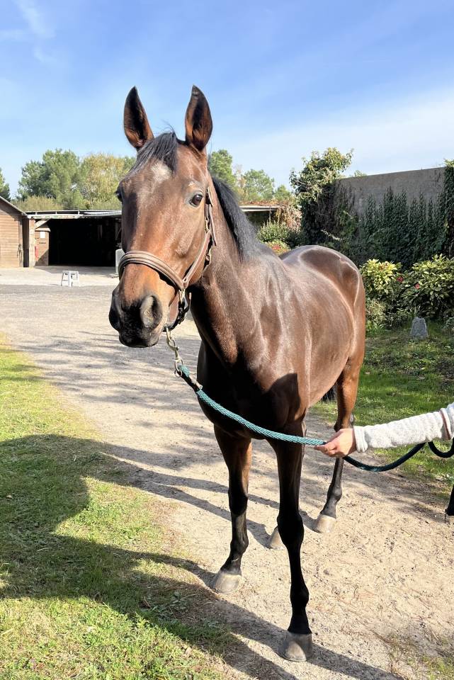 À vendre cheval AQPS 8 ans