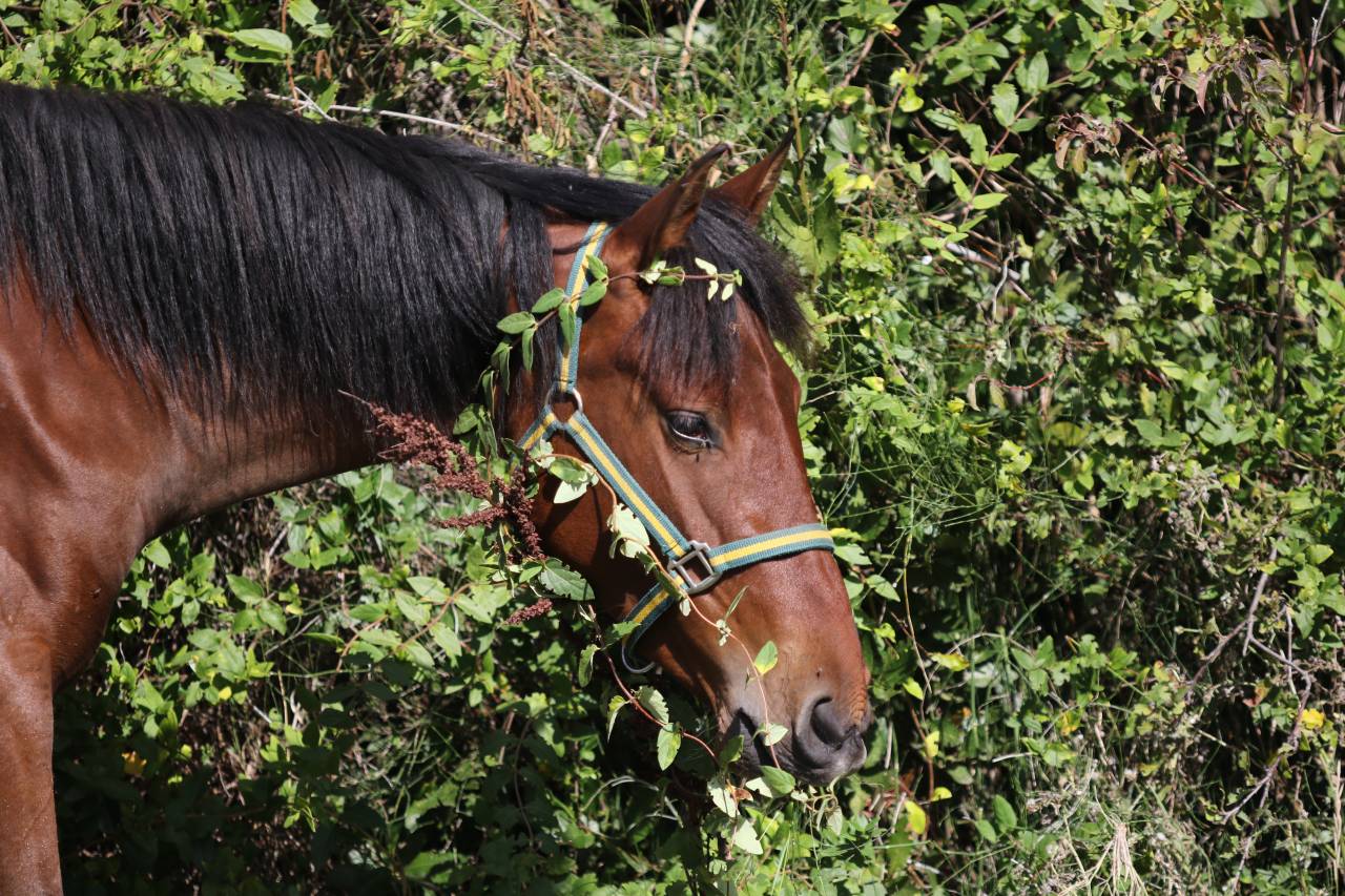 Pouliche pure race espagnole 