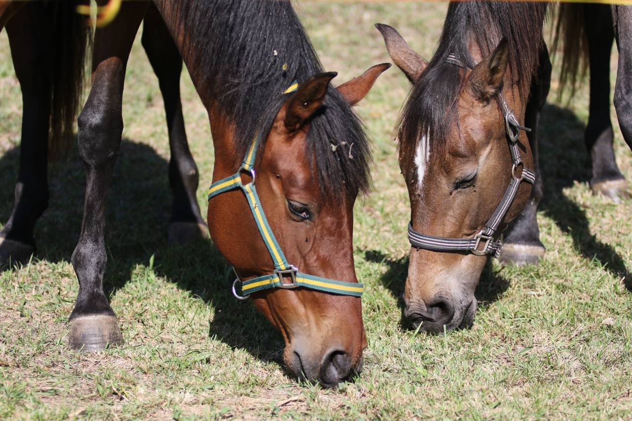 Pouliche pure race espagnole 