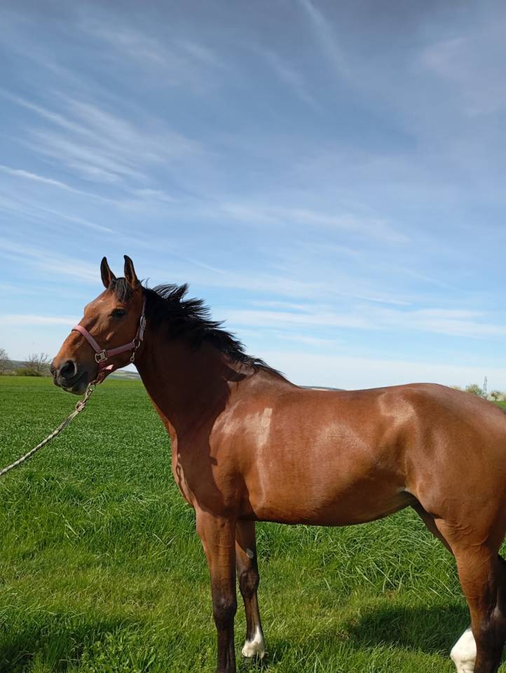 Jument grande qualité-Selle Français 6 ans 