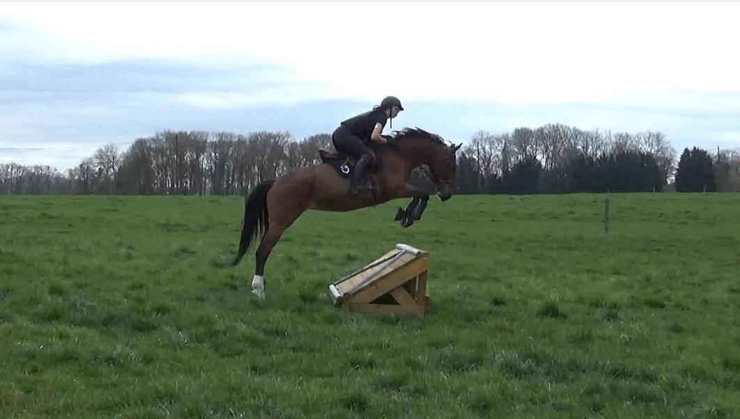 Jument grande qualité-Selle Français 6 ans 