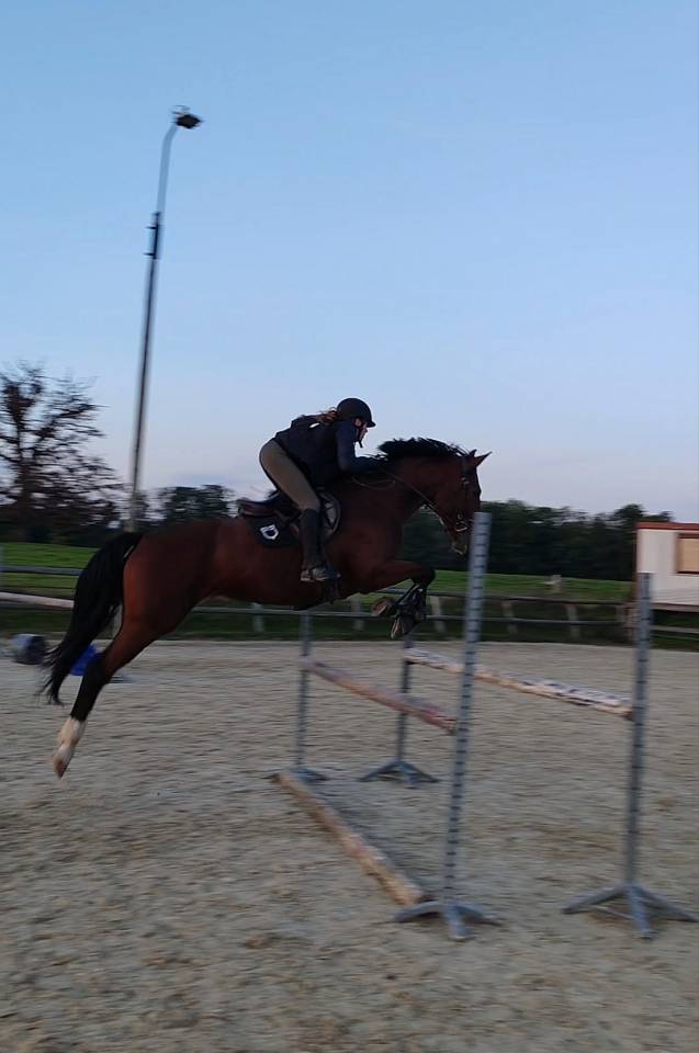 Jument grande qualité-Selle Français 6 ans 