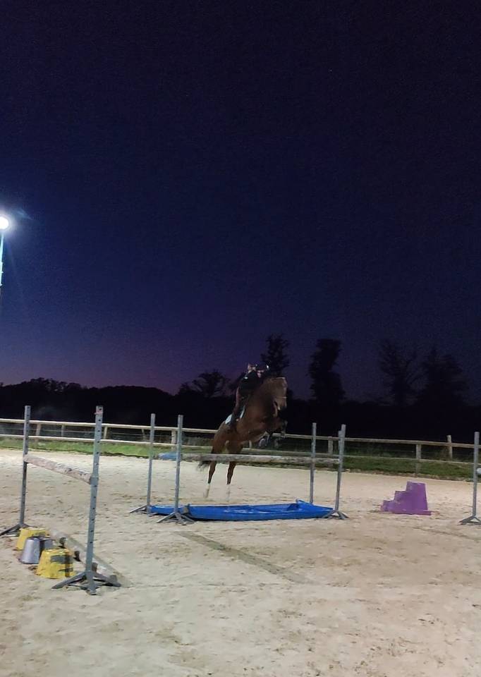 Jument Selle Français 6 ans 