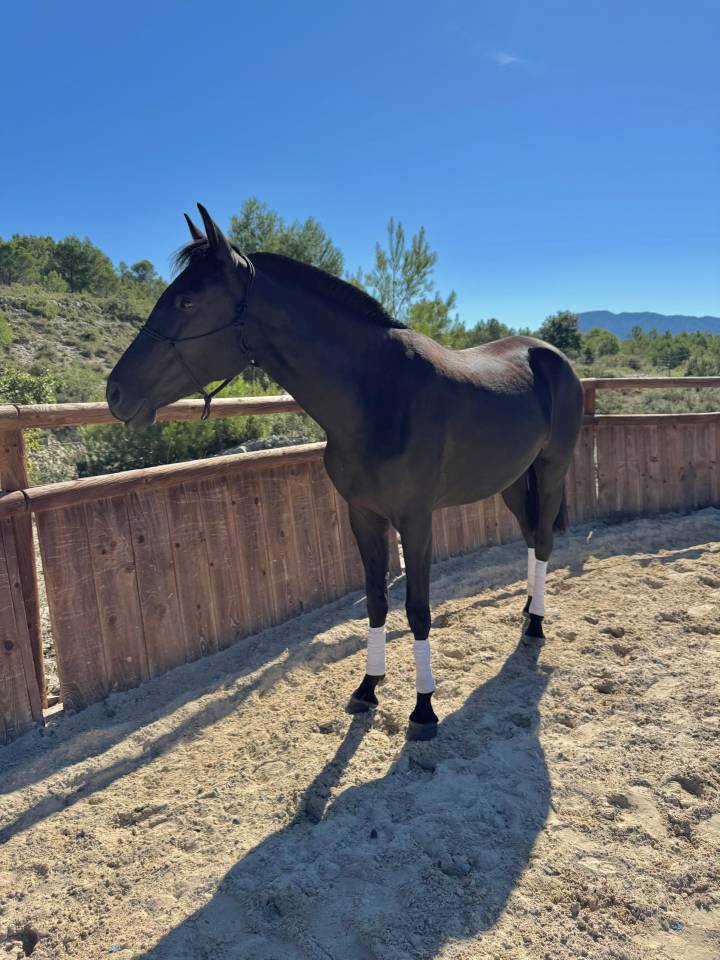 Jument Pure Race Minorquine PP 