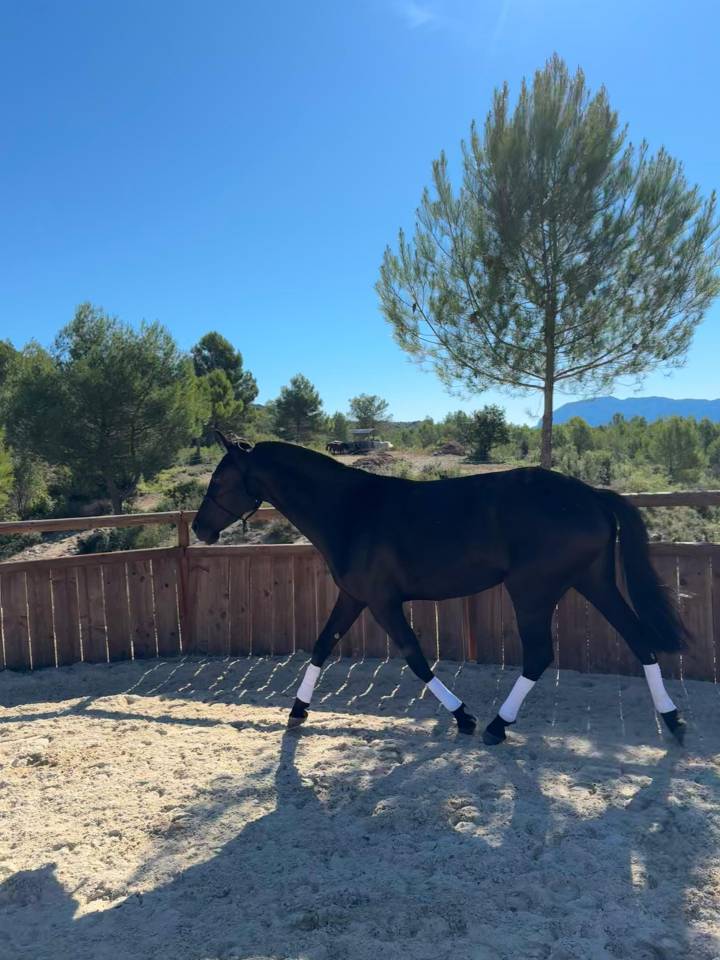 Jument Pure Race Minorquine PP 