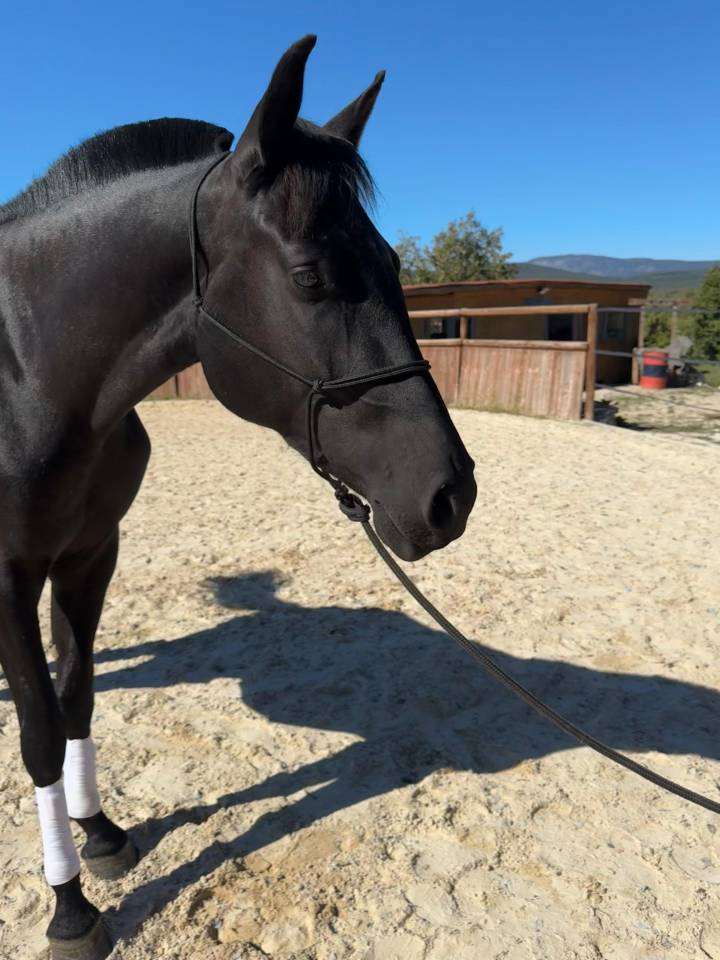 Jument Pure Race Minorquine PP 