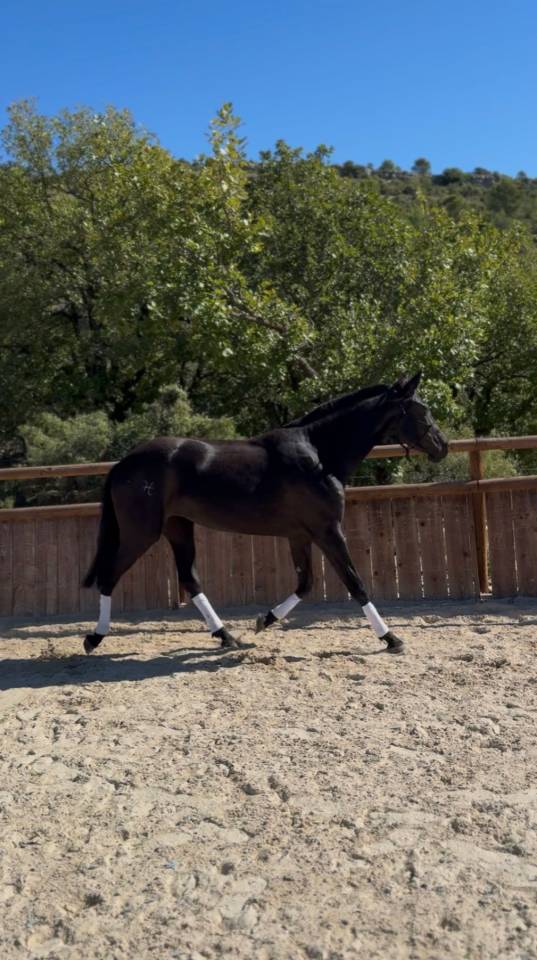 Jument Pure Race Minorquine PP 